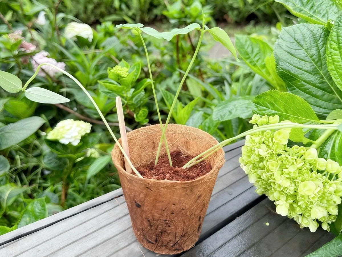 Cuộc thi "Ươm mầm xanh, gieo hạnh phúc": Gieo mầm hạnh phúc, chắp cánh cho ước mơ xanh của mỗi trái tim trẻ thơ